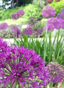 Gorgeous Purple Alliums